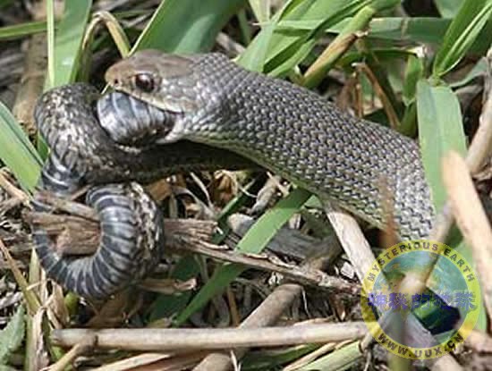 蛇吃蛇- 神秘的地球科学|自然|地理|探索