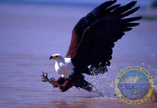 猛禽图片+-+神秘的地球