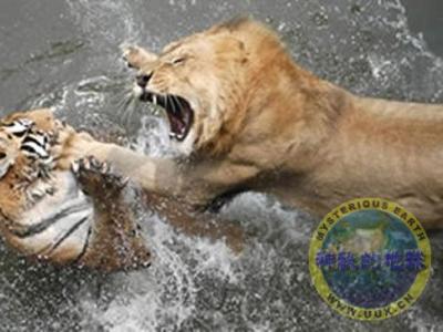 动物世界狮子吃老虎