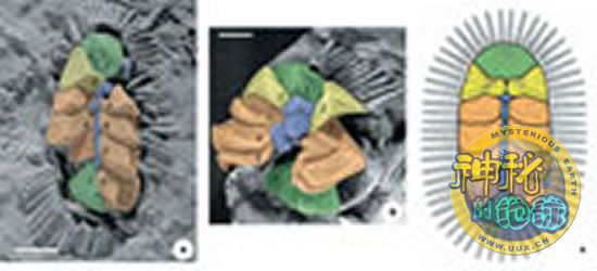 3亿多年前的软体动物化石 神秘的地球 科学自然地理探索
