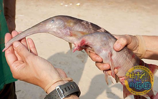 美国科考队在刚果河发现呼奇特动物-5神秘呼