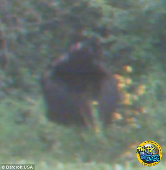 美国拍摄到大脚野人偷吃蔬菜视频 - 神秘的地