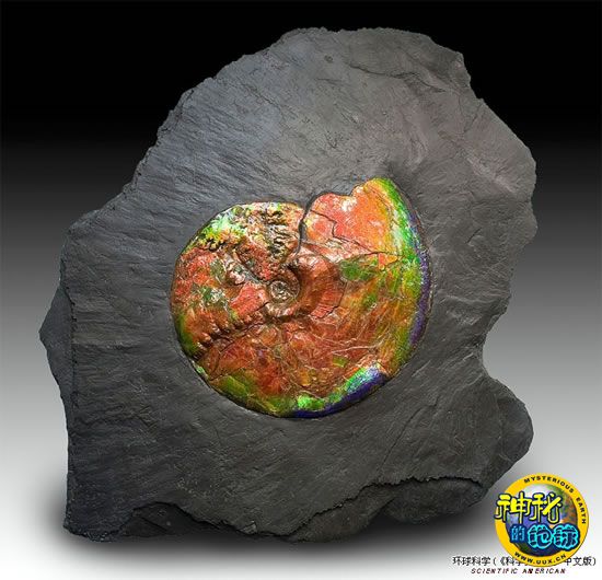 美国拉斯维加斯拍卖一批珍贵史前动物化石 - 神
