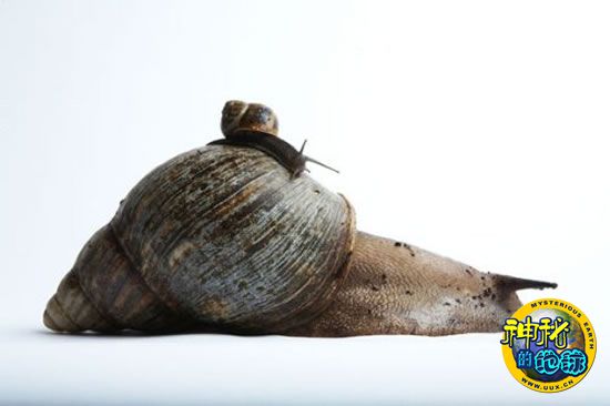 《吉尼斯世界纪录大全》2010年版面世 - 神秘