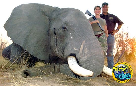 非洲野生动物大屠杀