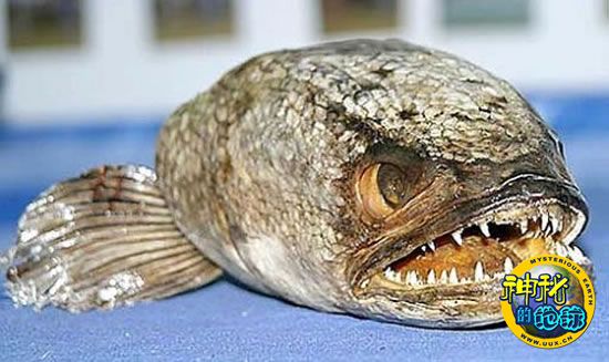 十大凶猛怪鱼+-+神秘的地球