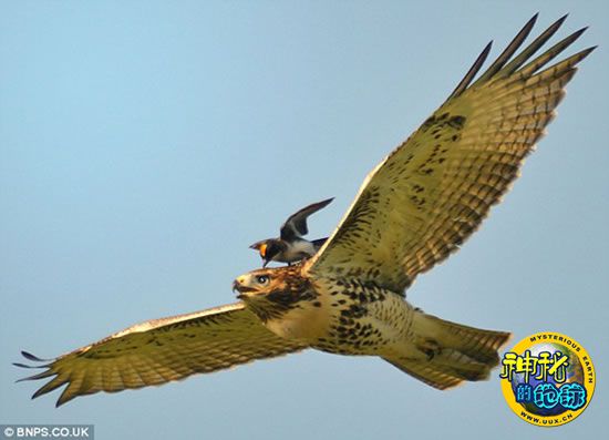 必胜鸟击退红尾鹰 - 神秘的地球 科学|自然|地理