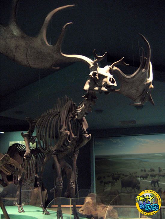 爱尔兰大鹿灭绝之谜新解:气候恶化食物匮乏-+