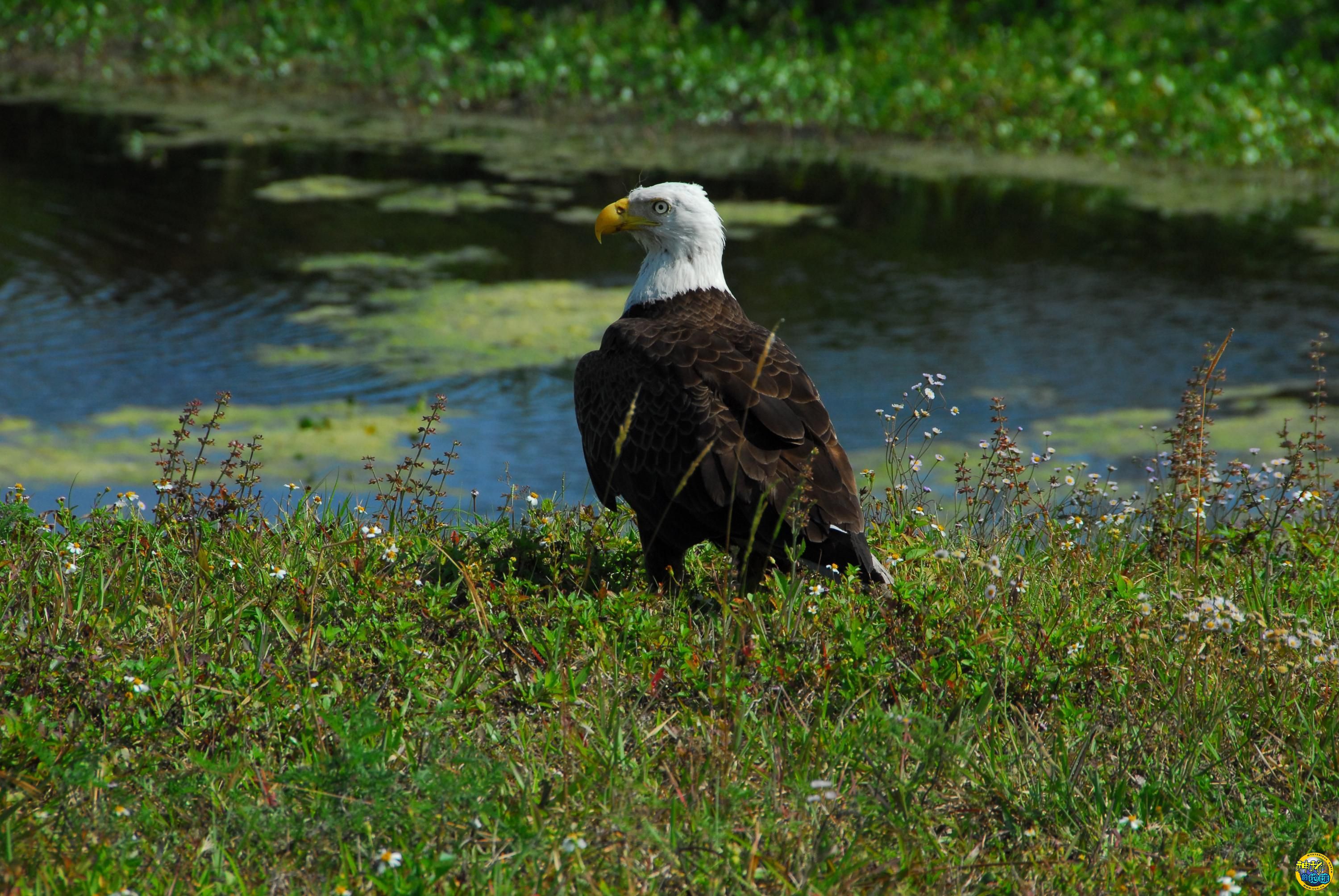 美国宇航局肯尼迪航天中心旁边池塘的秃鹰 - 神