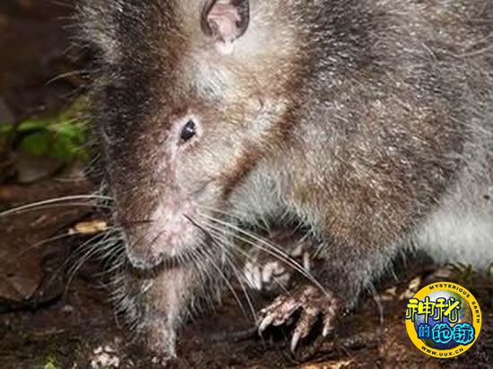 像猫一样大小的巨型老鼠