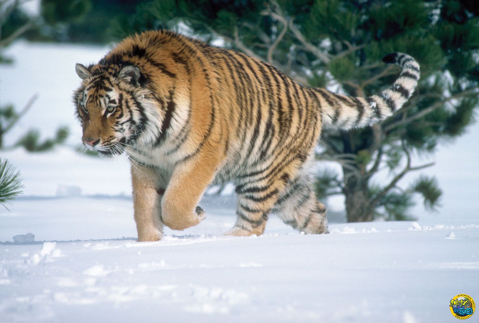 【自制 混剪】万兽之王西伯利亚虎雪山森林中奔跑、捕猎的唯美镜头合集_哔哩哔哩_bilibili