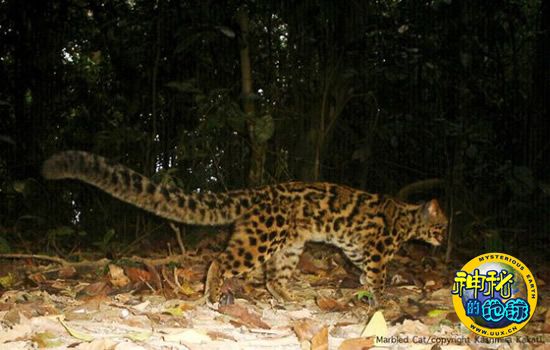 印度森林内同时生存着7种猫科动物 - 神秘的地