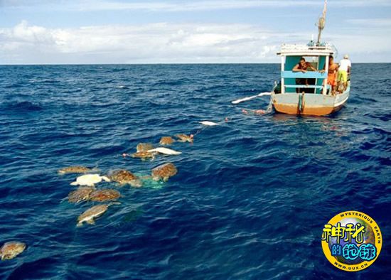 海上捕鱼行为导致全球数百只海龟意外死亡 - 神