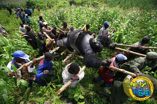 暴雪游戏人物细彩艺术图赏识