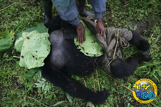 《淘汰2》深思弊端将下架退钱 初代游戏建整后将免费玩