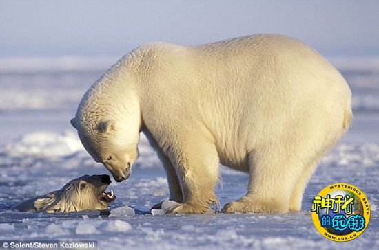 国际生物多样性日+-+神秘的地球