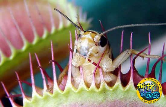 齐新游戏体系!《鬼泣4》最新游戏谍报