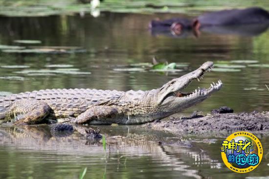 200多万年前早期人类就懂得食用水产食物 - 神