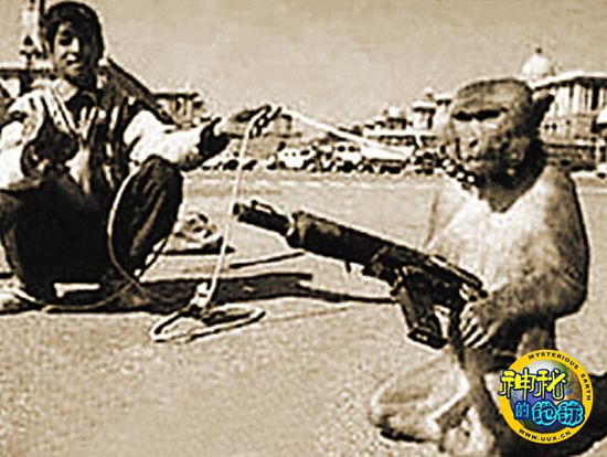 塔利班训练猴子开枪对付美军 - 神秘的地球 科