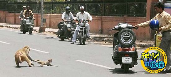 印度猴子妈妈大战野狗救下受伤小猴子 - 神秘的