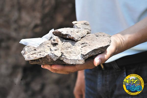 东阳发现的甲龙极有可能是新种类 - 神秘的地球