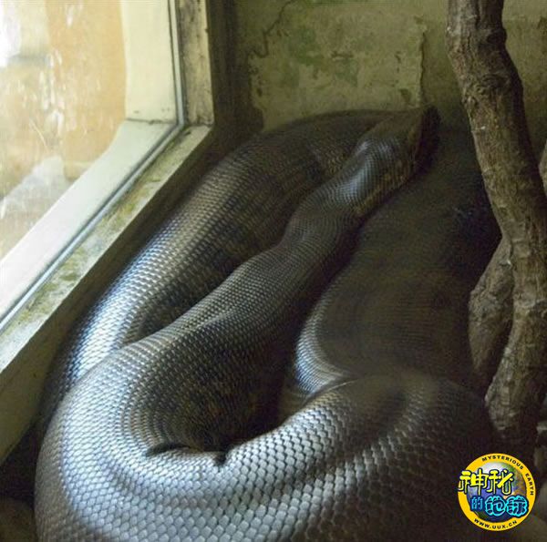巨型蟒蛇照片