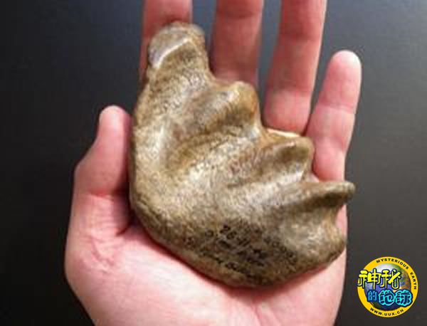 博物馆抽屉里发现最大的肺鱼化石 - 神秘的地球