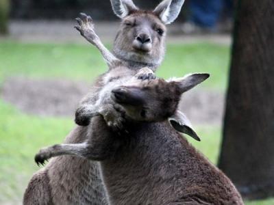 两只雄性袋鼠打架