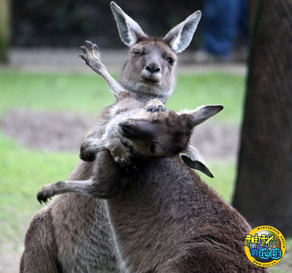 两只雄性袋鼠打架 - 神秘的地球 科学|自然|地理