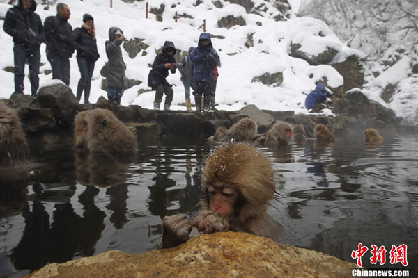 日本本州岛长野的狝猴公园里猕猴享受露天温泉