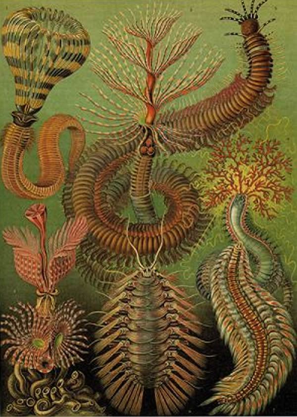 系统基因组学揭秘环节动物家谱 - 神秘的地球