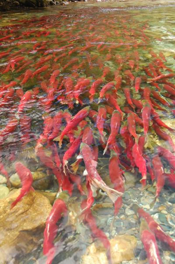 洄游旅程最艰难的鲑鱼有着最强壮的心脏 - 神秘