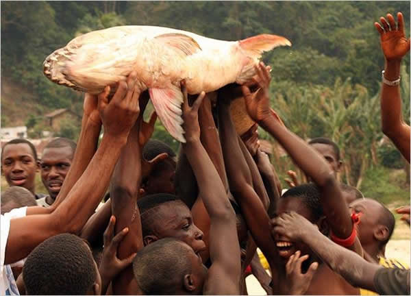 黄金猛鱼(牙巴拉鱼 Goliath Tigerfish)图片集 - 神