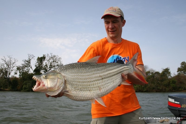 黄金猛鱼(牙巴拉鱼 goliath tigerfish)图片集 - 神