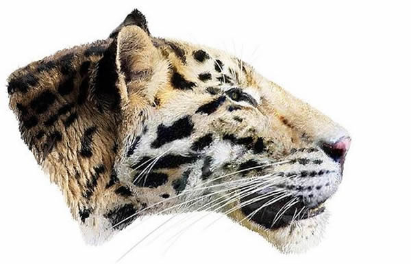 甘肃龙担虎化石表明老虎可能起源于中国