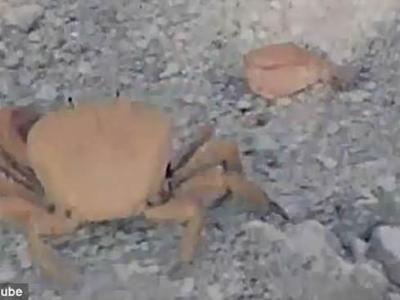 �з��ս����ʧ�ܺ�׳ʿ�ϱۡ�
