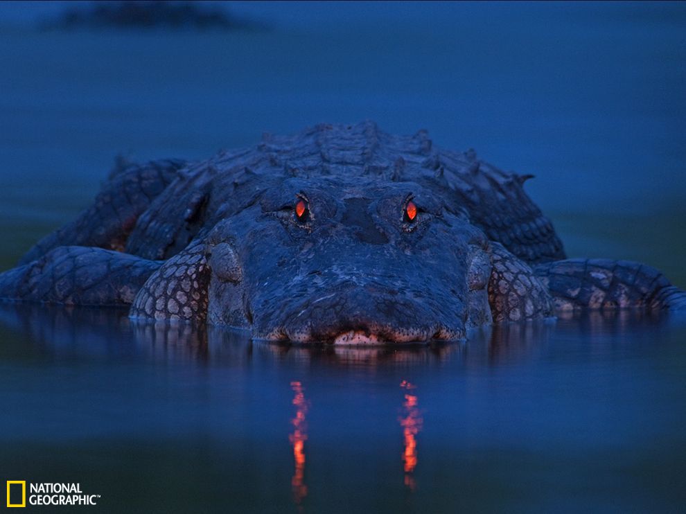 唯美 佛罗里达州/鳄鱼的眼睛