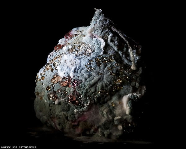 腐烂蔬菜水果拍摄出世界末日般的景观 - 神秘的