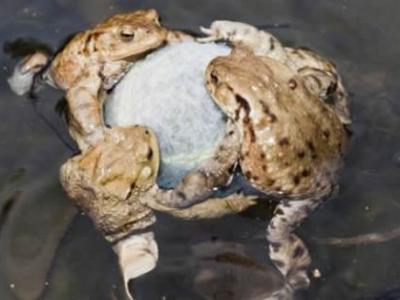 美国科学家希望招募网上志愿者帮助寻找月球照