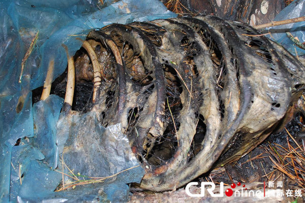 长白山五头熊被毒杀 剖腹取胆砍去熊掌