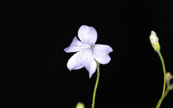 植物学家在巴西热带草原发现三种新的食虫植物