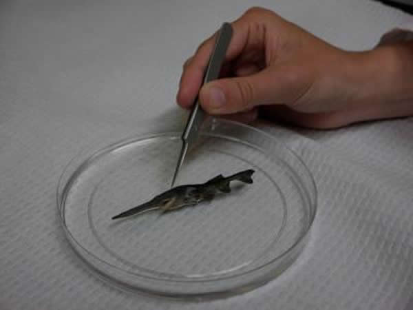 白鲟为附肢进化提供新理论 - 神秘的地球 科学