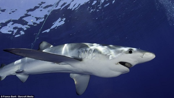 西班牙亚速尔群岛海域的蓝鲨 - 神秘的地球 科