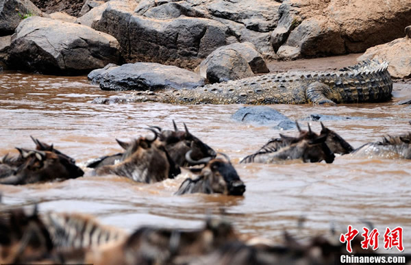 肯尼亚马赛马拉国家保护区野生动物大迁徙 - 神