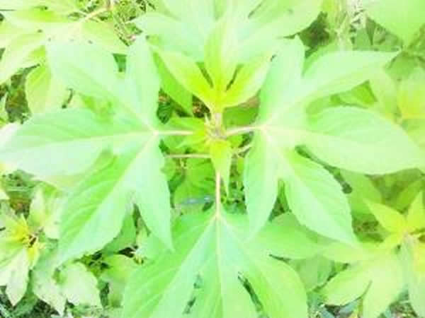 北京怀柔水库出现三裂叶豚草 - 神秘的地球 科