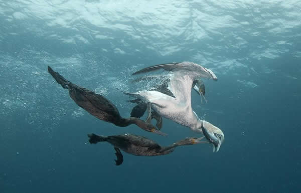 英国威立雅年度环境与野生动物摄影师奖摄影大