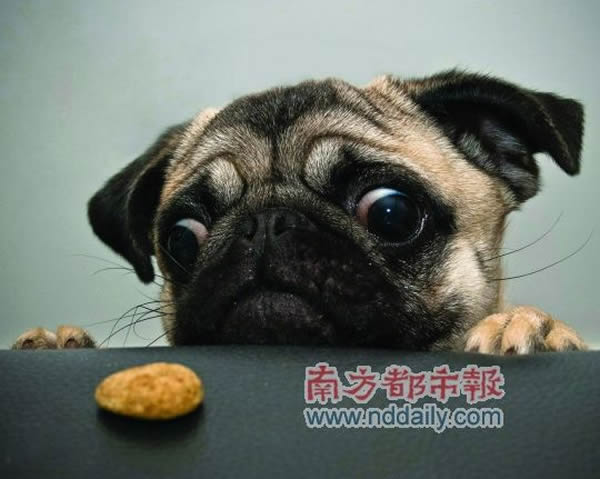 研究称狗的智力相当于两岁半儿童 - 神秘的地球