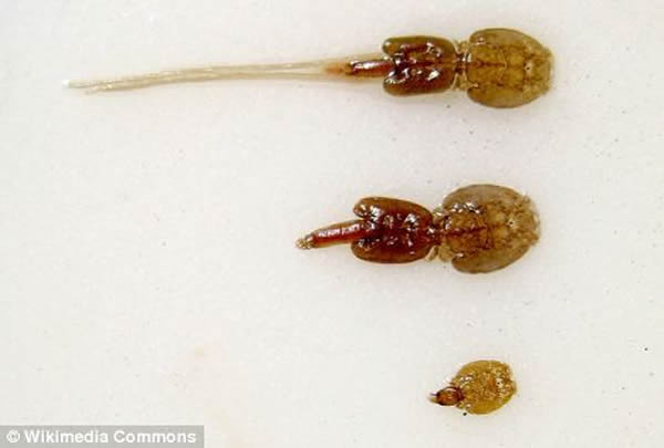 近40%的大西洋鲑鱼因感染寄生虫而死 - 神秘的