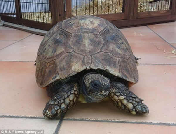 英国130岁老乌龟“托马斯” - 神秘的地球 科学|自然|地理|探索