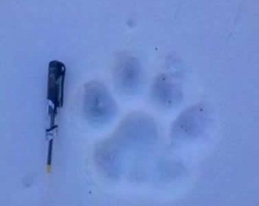 新技术完成丹尼索瓦人全基因组的测序工作 - 神